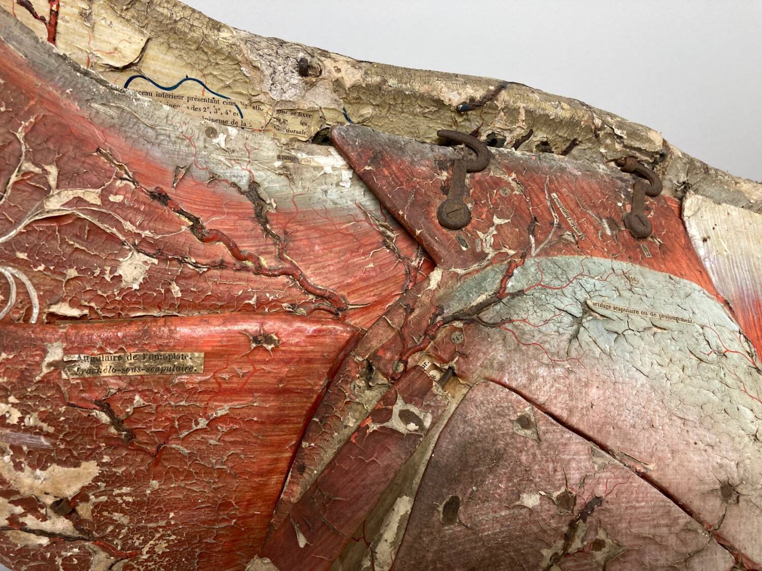 Rennes (35), institut agro Rennes-Angers - cheval anatomique - Sauvegarde de l'Art français - Plus Grand Musée de France