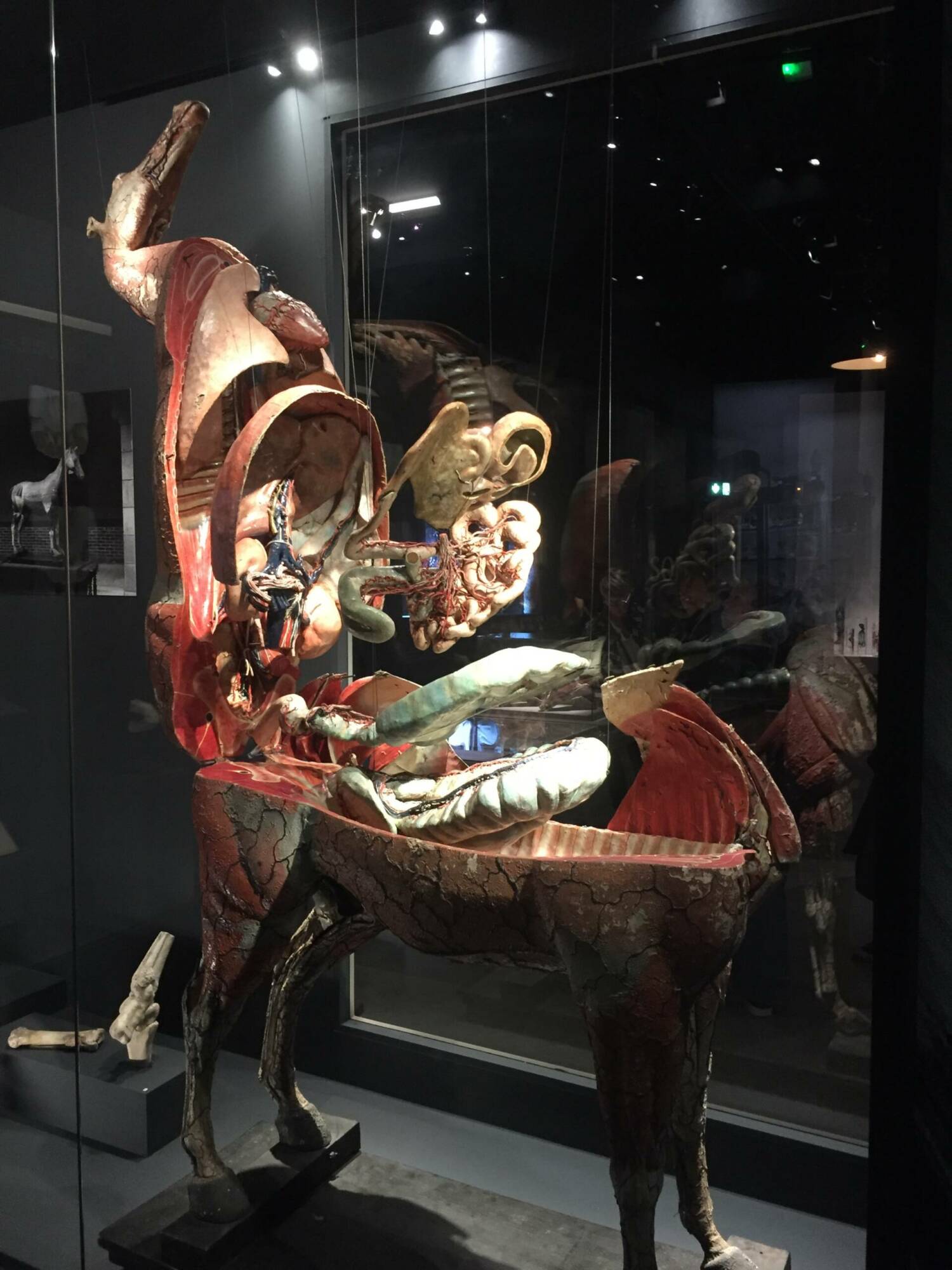 Rennes (35), institut agro Rennes-Angers - cheval anatomique - Sauvegarde de l'Art français - Plus Grand Musée de France