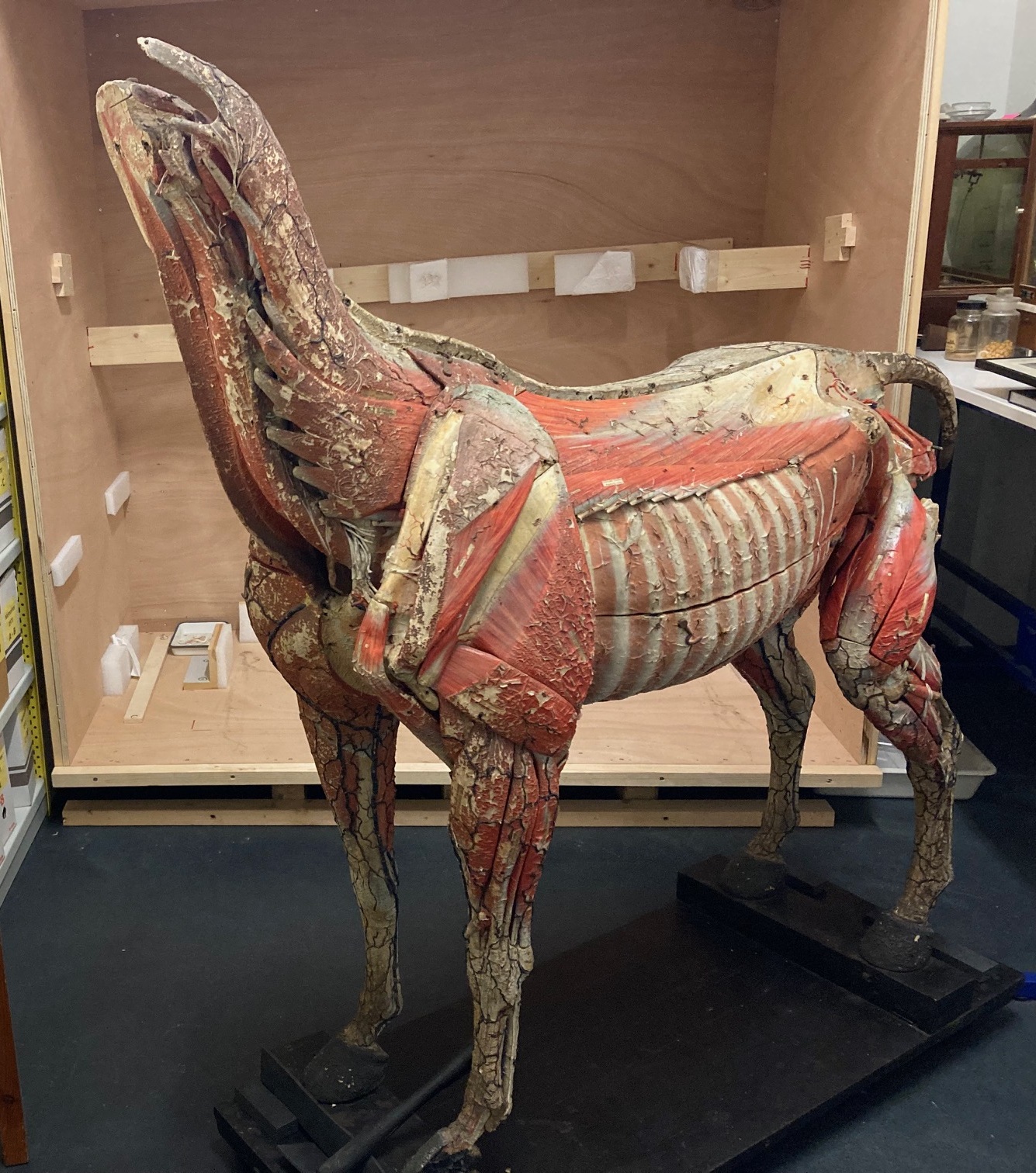 Rennes (35), institut agro Rennes-Angers - cheval anatomique - Sauvegarde de l'Art français - Plus Grand Musée de France